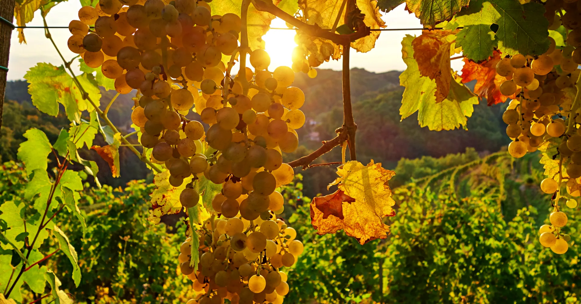 Vino in vinska tradicija na Ptujskem
