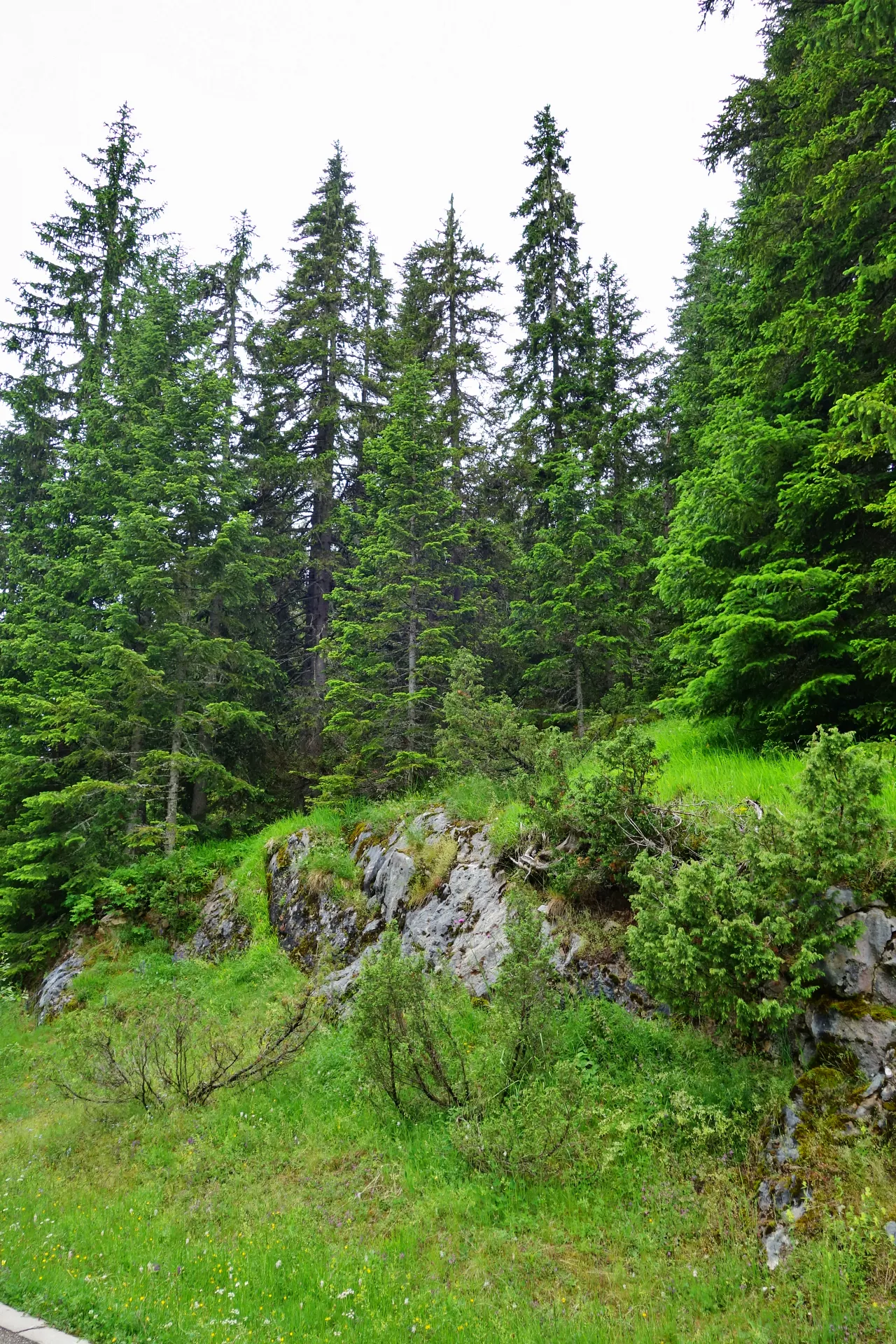 crno-jezero-durmitor-4