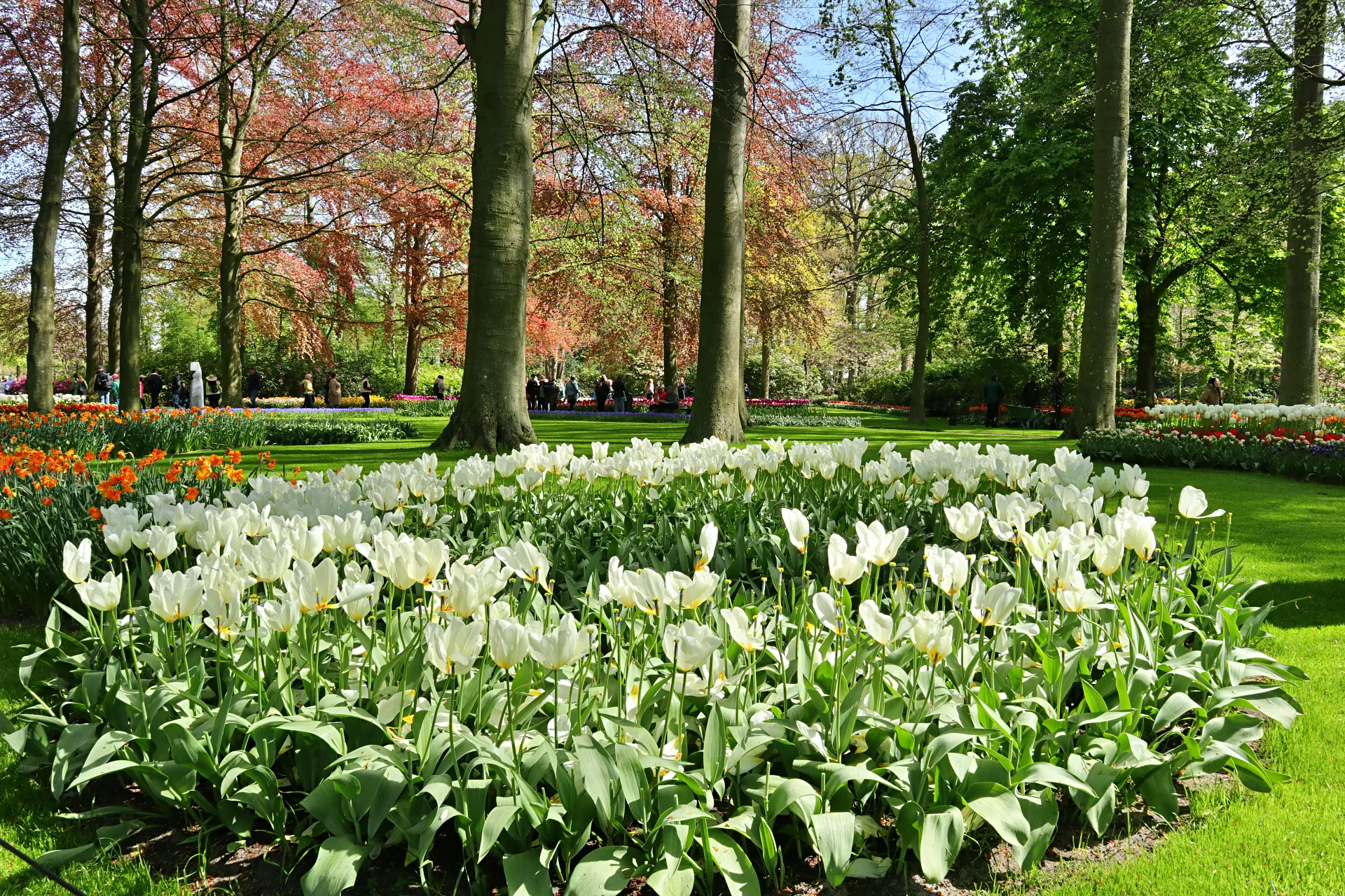 keukenhof-28