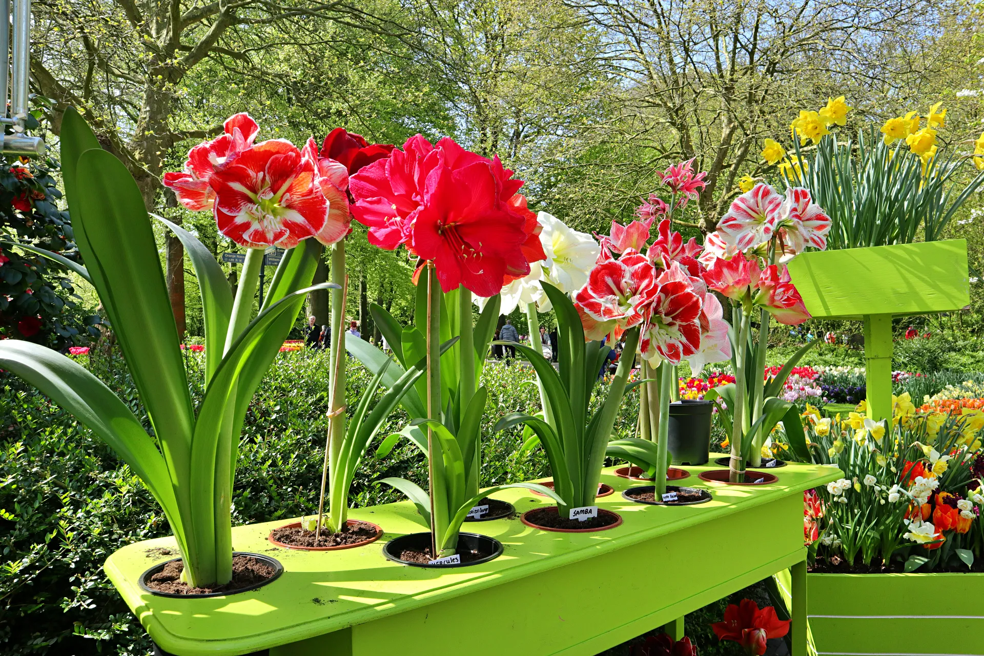 keukenhof-34