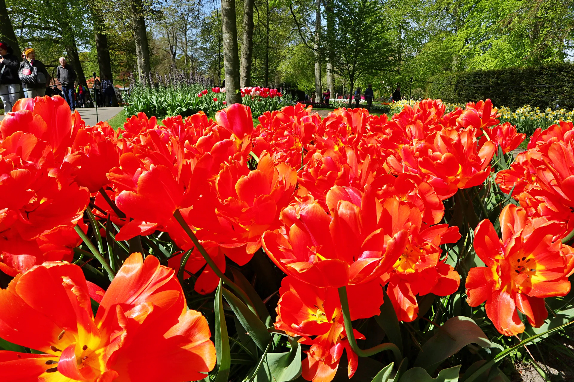 keukenhof-41