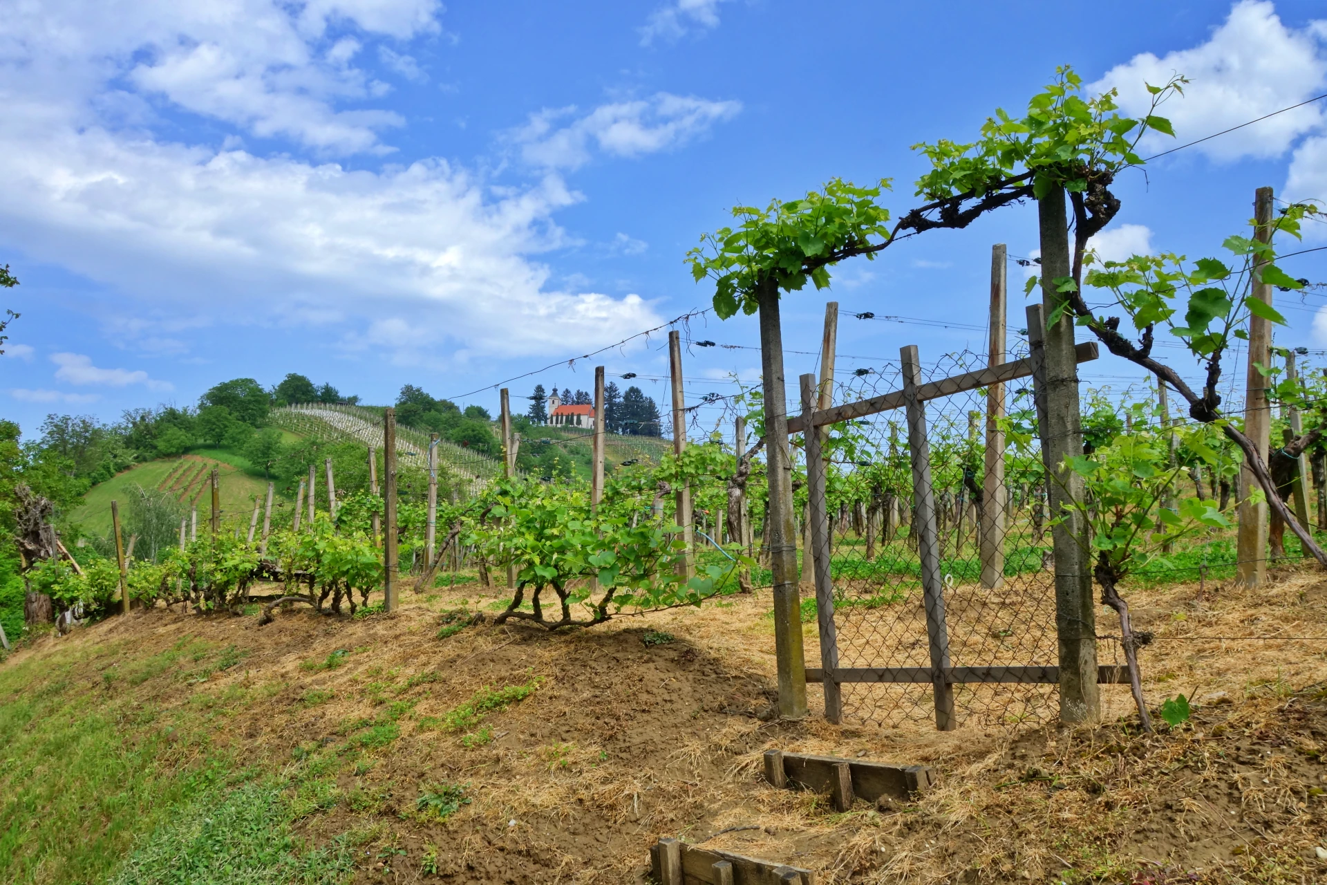 Vinorodne dežele Slovenije – preplet narave, podnebja in tisočletne vinske zgodovine